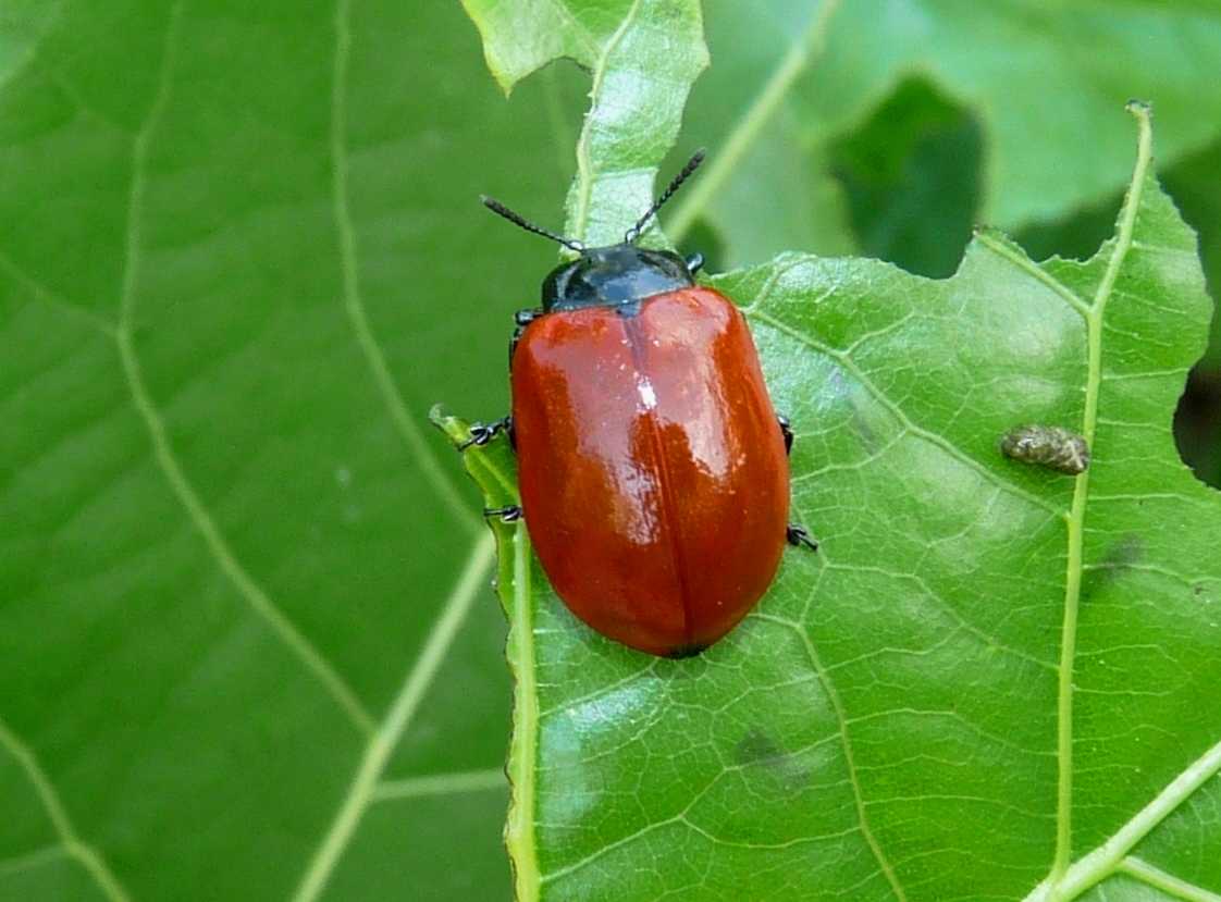 Chrysomela populi